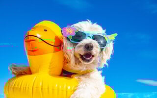 Bloco Bom Pra Cachorro Pet Friendly