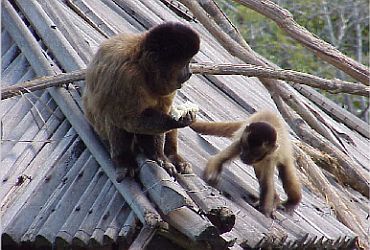 Imagem de destaque para Parque Dois Irmãos