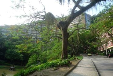 Imagem de destaque para Parque Eduardo Guinle